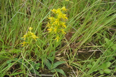 Habenaria marginata var. marginata